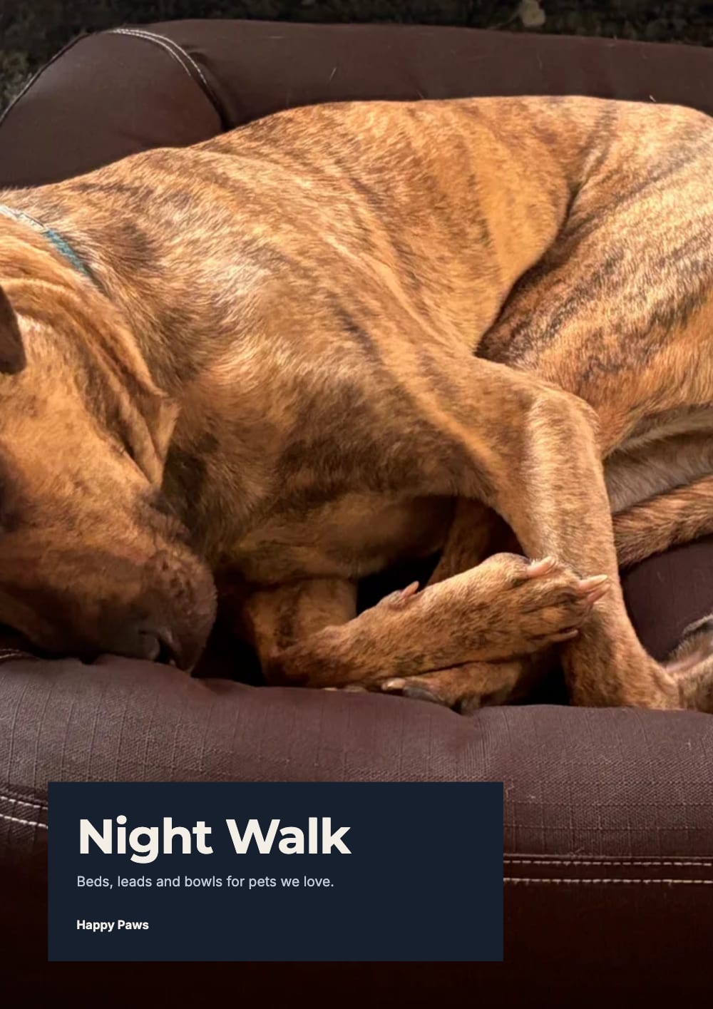 Cover of the Night Walk pet supplies lookbook template